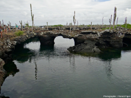Los tuneles, tunnels de lave côtiers effondrés et en partie immergés au Sud de l’île Isabela