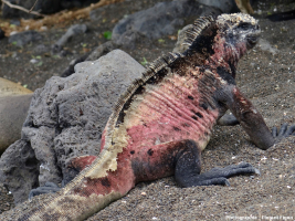 Mâle d’iguane marin (Amblyrhynchus cristatus) faisant face au soleil sur une plage de sable noir de l’île Floreana
