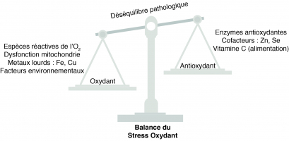 Mécanismes provoquant un stress oxydant au sein d’une cellule