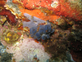 Oscarelle bleu-violet (Oscarella lobularis) et éponge encroûtante bleuâtre (Phorbas tenacior) en Méditerranée près de Banyuls