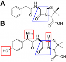 Pénicilline G (A) et amoxicilline (B)