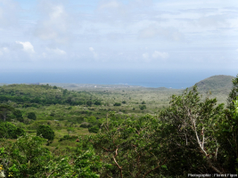 Passage des zones arides et/ou de transition à la zone à Scalesia sur l’île San Cristobal