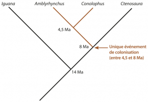Phylogénie simplifiée la plus récente permettant d’expliquer l’origine évolutive des iguanes des Galápagos
