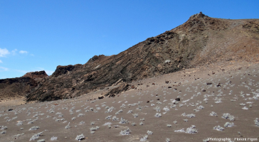 Plantes pionnières du genre Tiquilia colonisant les cendres et tufs de l’île Bartolome