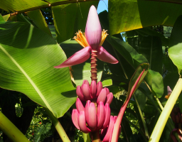 Régime de bananes roses