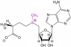 Formule de la S-adénosylméthionine