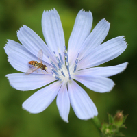 Syrphe sur inflorescence de chicorée