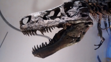 T. rex