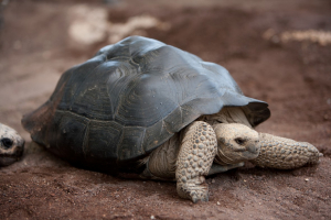 Tortue géante des Galápagos