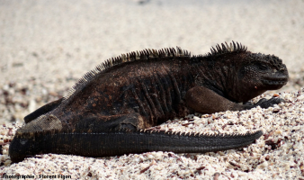 Un iguane marin aux Galápagos