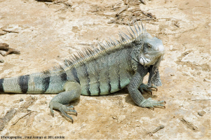 Un iguane vert, Iguana iguana, potentielle espèce continentale pouvant se rapprocher de l’ancêtre commun aux iguanes des Galápagos