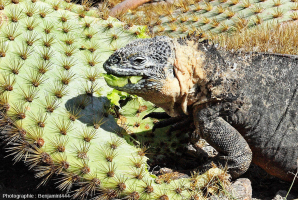 Un individu de l’espèce Conolophus subcristatus en train de se nourrir de la chair d’une « raquette » d’un cactus du genre Opuntia