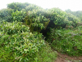 Zone à Miconia sur l’île San Cristobal