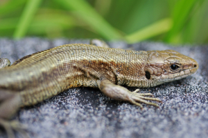 Lézard vivipare