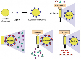 Schéma du principe de séparation de la chromatographie d'affinité