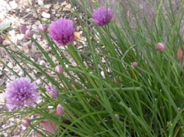 Allium schoenoprasum ou ciboulette, en fleurs