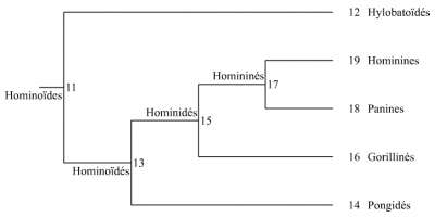 Cladogramme A de la lignée humaine