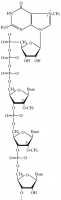 Structure de la coiffe d'un ARN