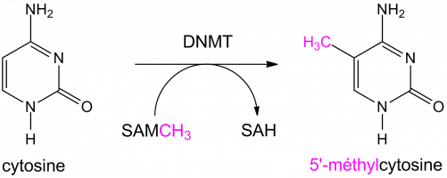 Schéma de la réaction de méthylation des cytosines