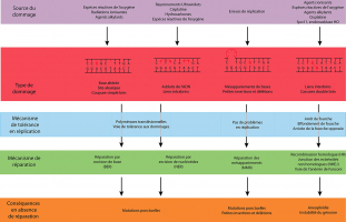 Diversité des dommages à l'ADN et des mécanismes de tolérance et de réparation correspondants