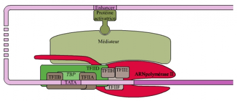 La régulation spécifique de la transcription