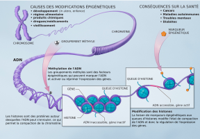 Schéma de condensation de l’ADN avec les histones et les nucléosomes