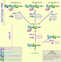 Antigènes ABO et polymorphisme génétique