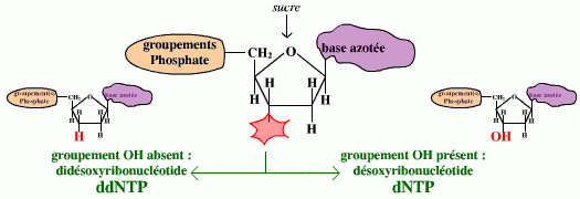 Deux types de nucléotides triphosphates