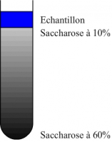 Exemple de gradient continu