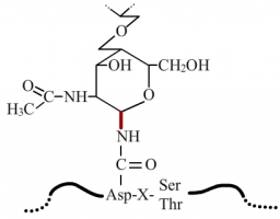 Liaison N-glycosidique