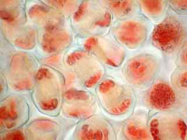 Population de cellules mères du pollen, majoritairement en fin d'anaphase de méiose I