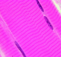 Observation en microscopie photonique de cellules musculaires de singe