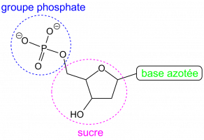 Schéma d'un nucléotide