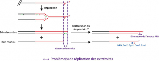 Le problème de réplication des extrémités