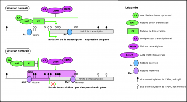 Marqueurs épigénétiques et expression des gènes