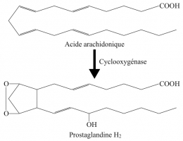 Réaction catalysée par les cyclo-oxygénases COX1 et COX2