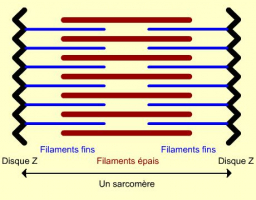 Vue longitudinale d'un sarcomère