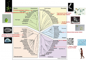 Les séquences télomériques dans le règne des Eucaryotes