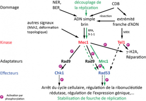 Voie de signalisation des dommages à l'ADN