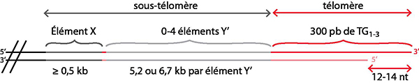 Structure des télomères de Saccharomyces cerevisiae