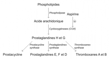 Voie de biosynthèse des prostaglandines, des thromboxanes et de la prostacycline