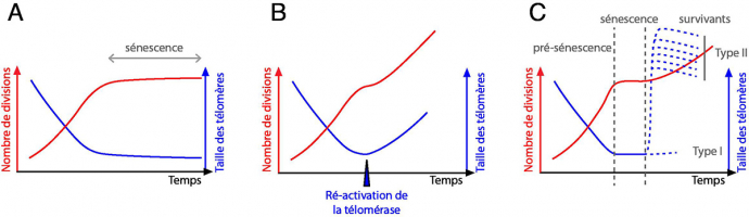 Télomères et sénescence