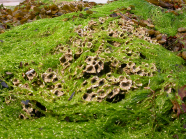 Dépôts d'ulves (Ulva lactuca) en baie de Dournenez