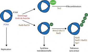 Modification du PCNA et voies de tolérance aux dommages