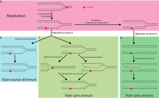 Mécanismes possibles de la voie de tolérance aux dommages