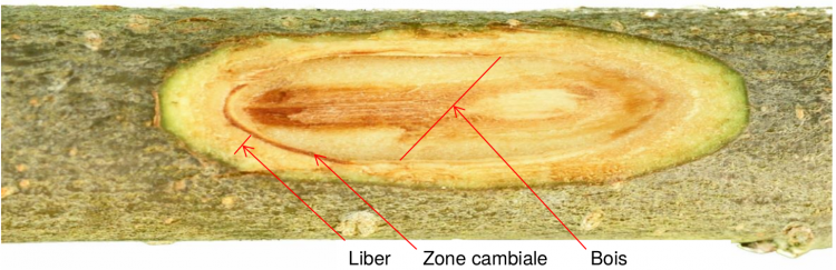 Blessure de type « coupe longitudinale »