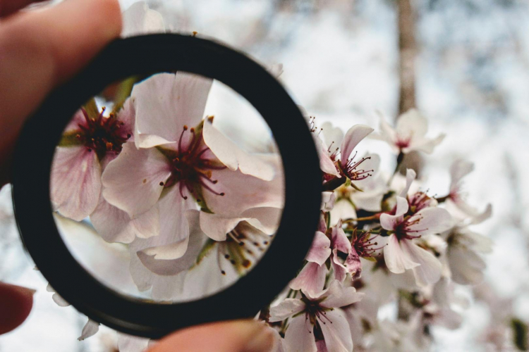 Fleurs et loupe