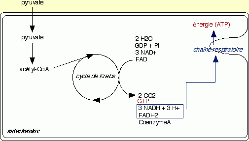 Les réactions mitochondriales