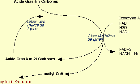 Hélice de Lynen