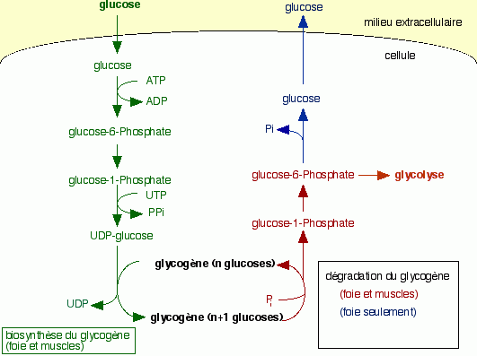 Voies de synthèse et de dégradation du glycogène